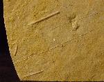 Polycidaris nusplingensis GRAWE-BAUMEISTER et al. 2000 - Bild © FossNet FossilienStore